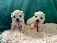 Koko i Mika - 4 tygodnie